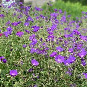 Meet your Posher, Sally